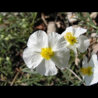 Helianthemum apenninum subsp Apenninum (fam Cistacees) (Europe sud et sud-ouest) (4)